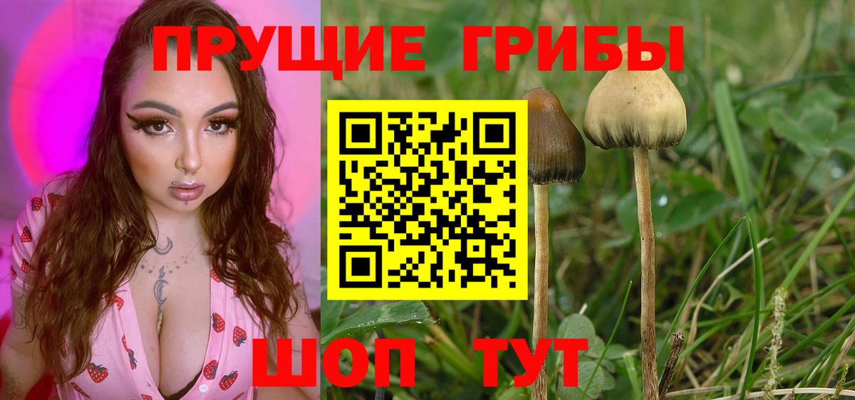 Георгиевск  Галлюциногенные грибы мицелий  Галлюциногенные грибы GOLDEN TEACHER  Вход с VPN 